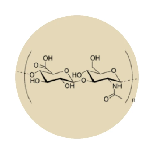 ACIDE HYALURONIQUE (à très faible poids moléculaire)
